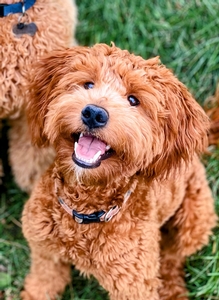 Gouda F1 Mini Goldendoodle of Bolt & Tyke